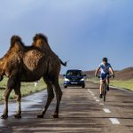 Guido Kunze trifft auf ein Kamel auf seiner Rekord-Fahrradfahrt durch die Mongolei.